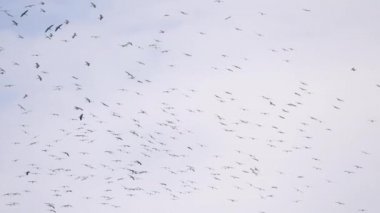Kuşlar gökyüzünde büyük bir sürünün etrafında dönüyor.