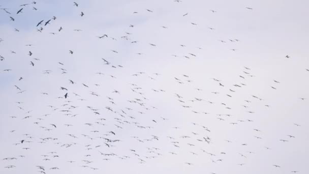 Las aves rodean un enorme rebaño en el cielo — Vídeos de Stock