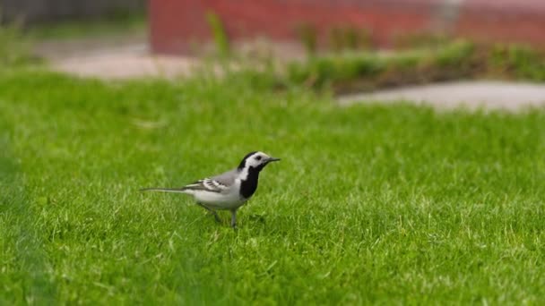 Wagtail on a green lawn — Stock Video
