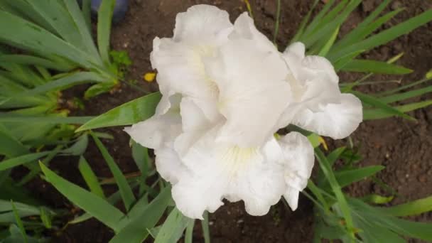 Λευκό άνθος ίριδας, κορυφαία άποψη — Αρχείο Βίντεο