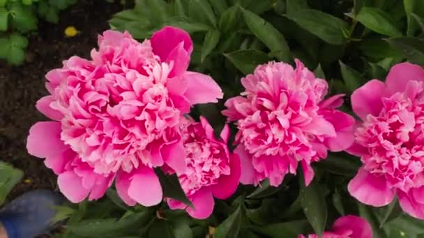 Gyönyörű rózsaszín bazsarózsa — Stock videók