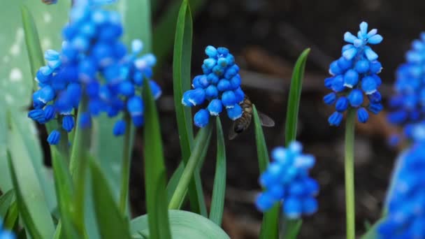 Insecte abeille fonctionne sur une fleur — Video