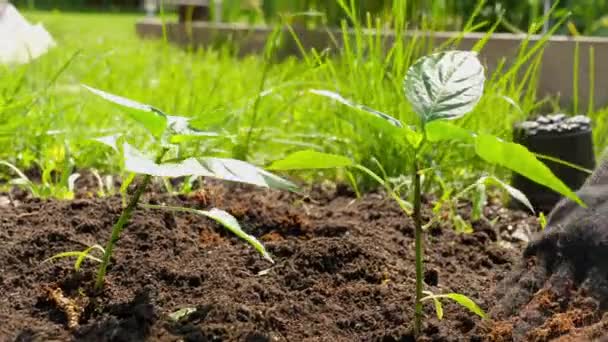 Zaailingen planten in de grond — Stockvideo