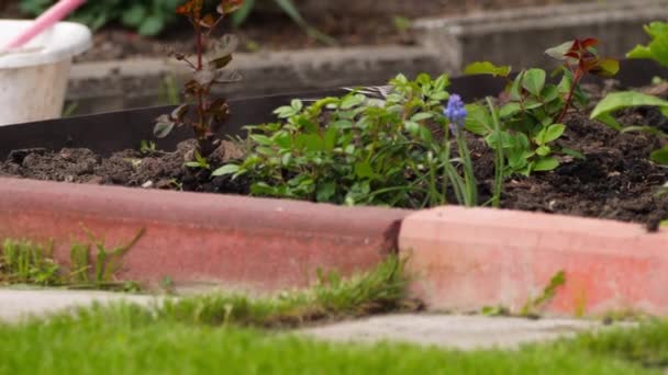 Pássaro Wagtail caminha no jardim — Vídeo de Stock