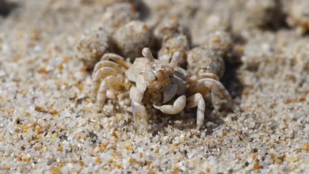 Sand bubble crab and balls of sand — Stock Video