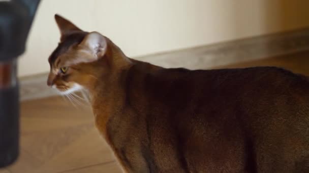 纯种的阿比西尼亚猫 — 图库视频影像