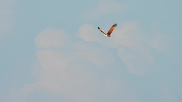 Vogel brahmaanse vlieger op lucht achtergrond — Stockvideo