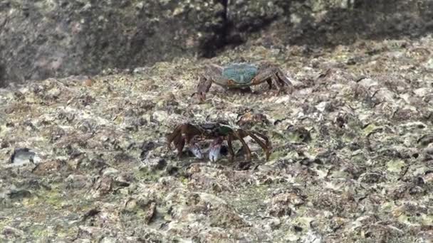 Crabes sur le rivage rocheux — Video