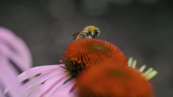 Bumblebee on a flower macro shot — Stock Video