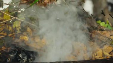 Sonbahar yapraklarını yakın