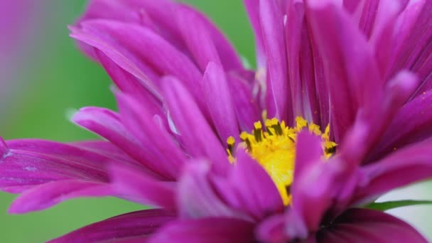 Красива рожева квітка макрознімок — стокове відео