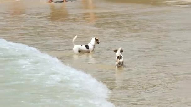 Cães pulando na água — Vídeo de Stock