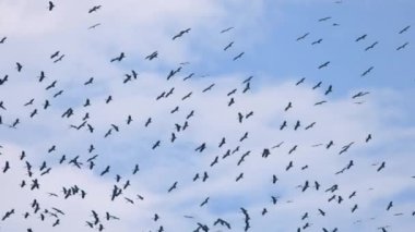 Büyük Asya sürüsü Mavi gökyüzündeki Openbill kuşları