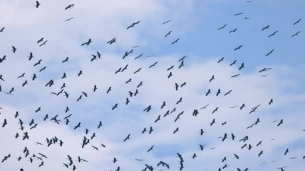 Gros troupeau d'oiseaux asiatiques à bec ouvert dans le ciel bleu — Video