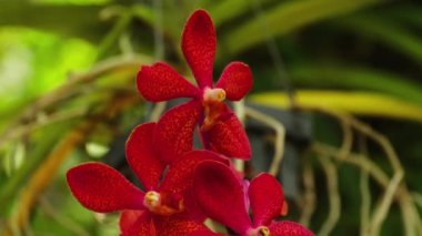 Çiçek açan kırmızı orkide dalı