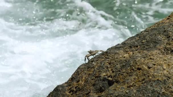 Маленький морський краб на березі моря — стокове відео
