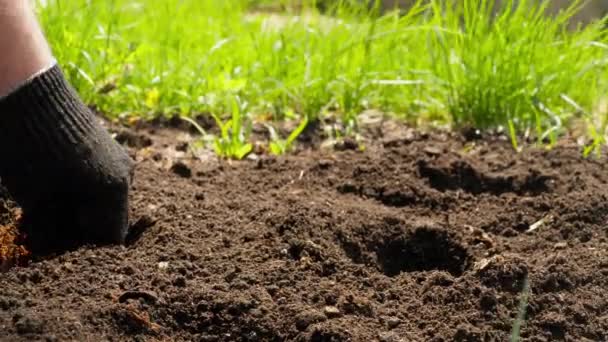 Poner fertilizante en el suelo — Vídeo de stock