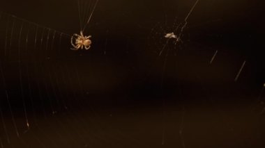 Örümcek ağda, yakın plan