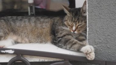 Kedi pencerenin kenarında tatlı tatlı uyuyor.