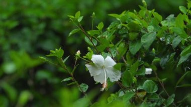 Yağmurda beyaz renk amber çiçeği