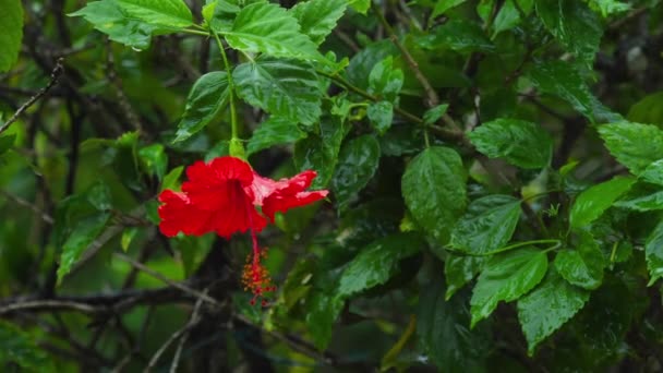 Red colour hibiscus in rain — Stock Video