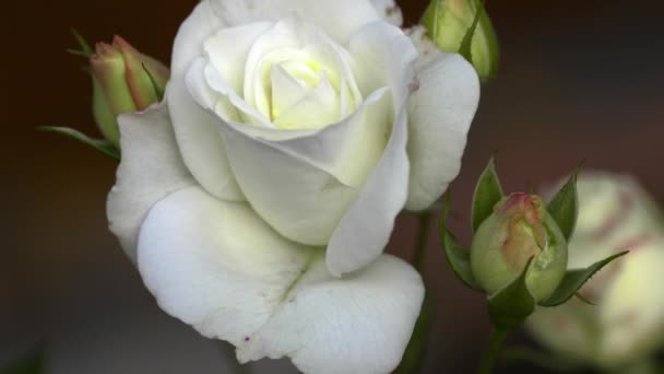 Biały ogród róża, zbliżenie — Wideo stockowe