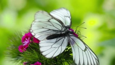 Kelebeklerin üremesi