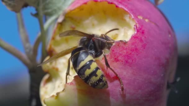 Yaban arısı elma yiyor. — Stok video