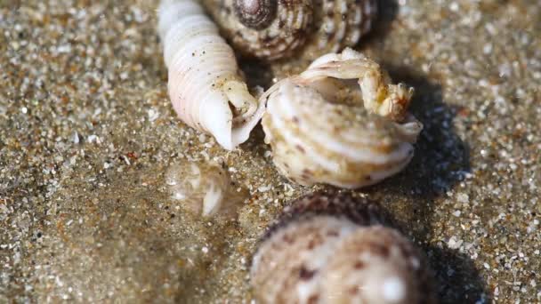 Conchas de caranguejo eremita na areia — Vídeo de Stock