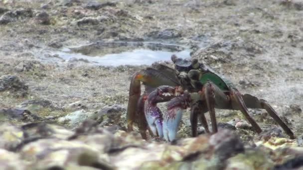 在海岸上对螃蟹的特写 — 图库视频影像