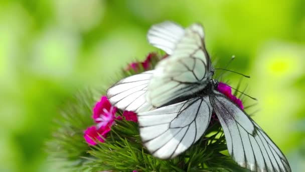 Deux papillons blancs matent — Video