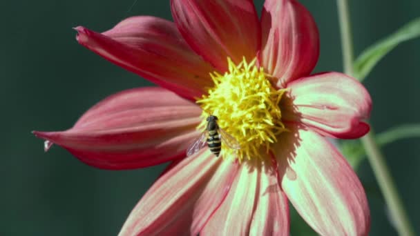 Fleur rouge au soleil — Video