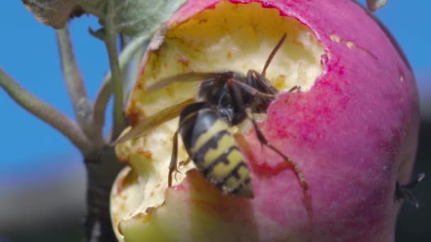 Frelon énorme sur un arbre fruitier — Video