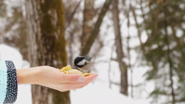 Pássaro de nuthatch na floresta de inverno — Vídeo de Stock