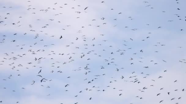 Gran bandada de aves asiáticas Openbill en el cielo azul — Vídeo de stock