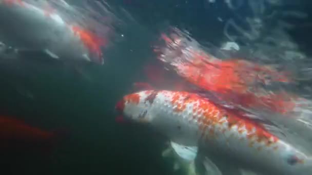 Koi peixe na lagoa comendo, tiro subaquático. — Vídeo de Stock