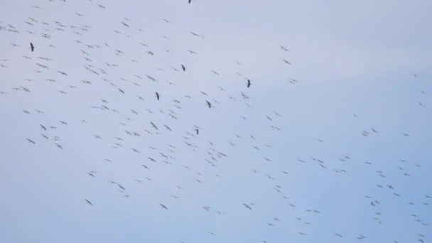 Силуэты птиц в небе — стоковое видео