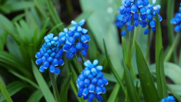 Flores do jardim com insetos, verão — Vídeo de Stock