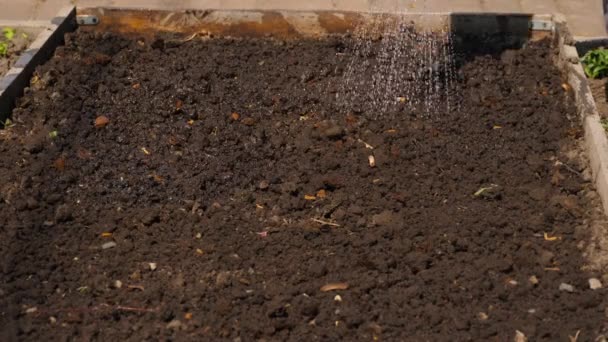 Rega solo seco com uma lata de rega — Vídeo de Stock