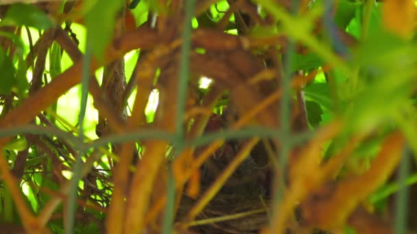 Leinenküken im Nest — Stockvideo