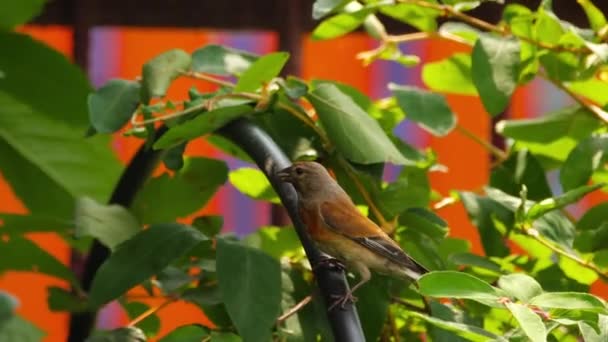 美しい赤い息をのむような明るい鳥 — ストック動画