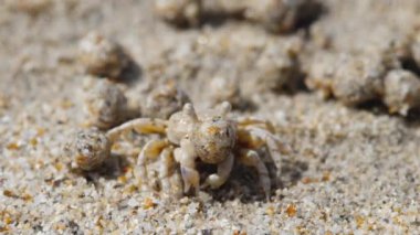 Kum baloncuğu yengeci ve kum topları