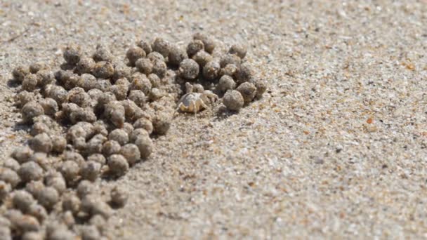 Caranguejo bolha de areia e bolas de areia — Vídeo de Stock