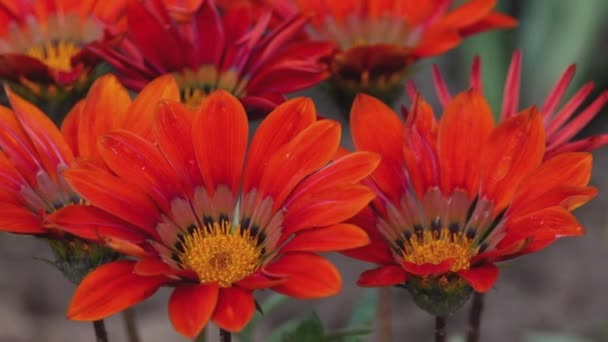 Rode Gazania bloemen — Stockvideo