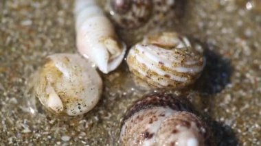 Yengeçler kuma gömüldü.