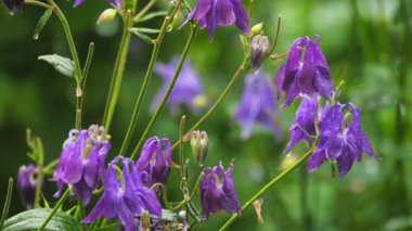 Aquilegia Çiçek bahçesinde