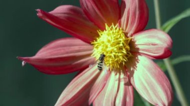 Çiçekteki böcek, yaz.