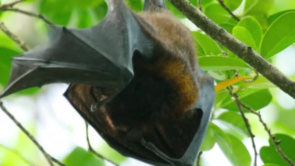 Flying fox in the tropics — Vídeo de Stock