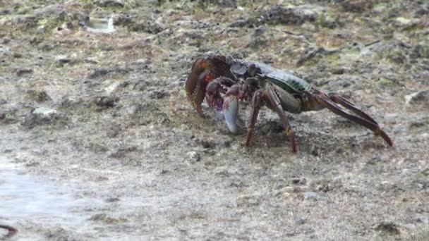Gros crabe sur les îles Similan — Video