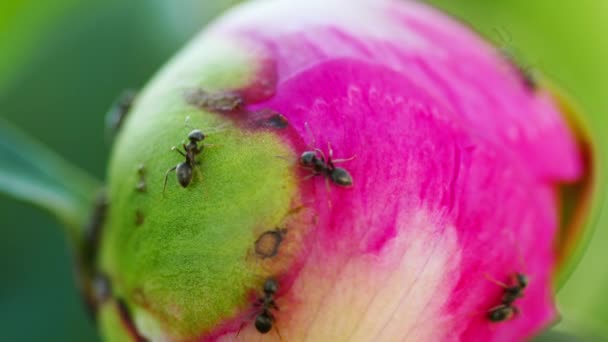 Μαύρα μυρμήγκια κήπου σε λουλούδια — Αρχείο Βίντεο